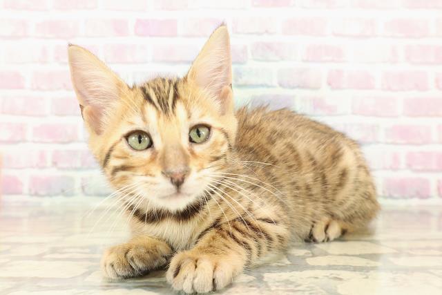 青森県のベンガル (Coo&RIKU青森店/2025年9月26日生まれ/男の子/ブラウンスポットタビー)の子猫の2枚目の画像