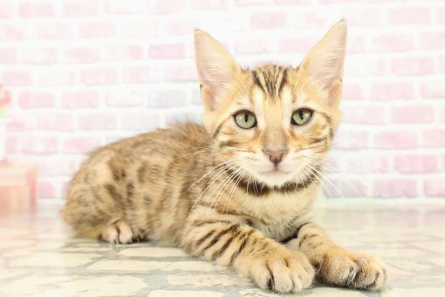 青森県のベンガル (Coo&RIKU青森店/2025年9月26日生まれ/男の子/ブラウンスポットタビー)の子猫の3枚目の画像