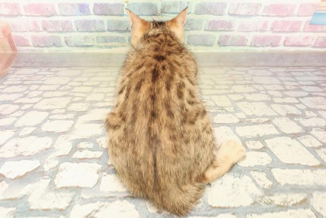 青森県のベンガル (Coo&RIKU青森店/2025年9月26日生まれ/男の子/ブラウンスポットタビー)の子猫の4枚目の画像