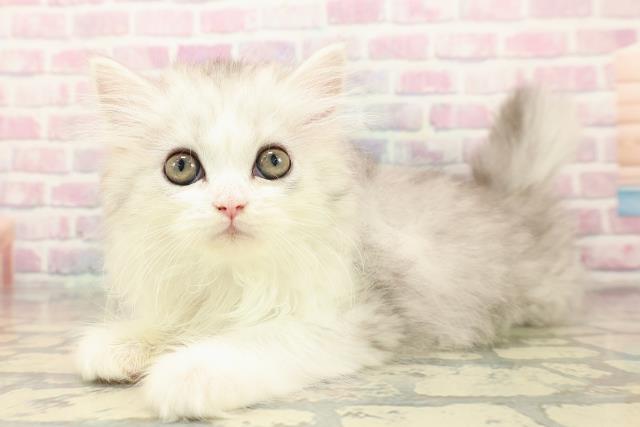 青森県のミヌエット (Coo&RIKU青森店/2025年10月2日生まれ/男の子/シルバータビーホワイト)の子猫の2枚目の画像