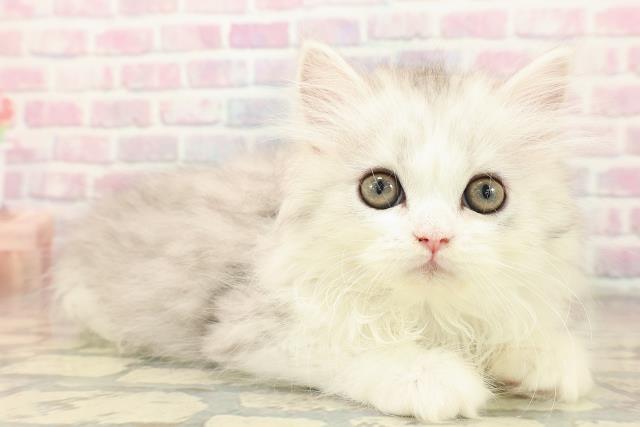 青森県のミヌエット (Coo&RIKU青森店/2025年10月2日生まれ/男の子/シルバータビーホワイト)の子猫の3枚目の画像