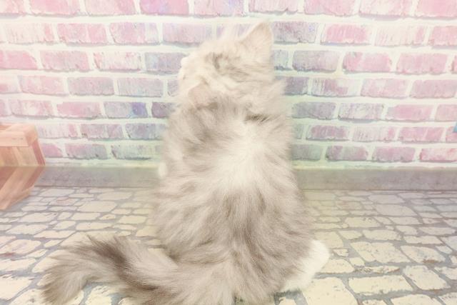 青森県のミヌエット (Coo&RIKU青森店/2025年10月2日生まれ/男の子/シルバータビーホワイト)の子猫の4枚目の画像