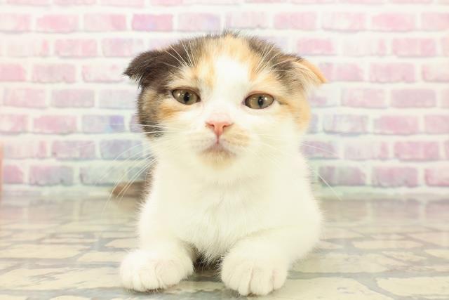 千葉県のスコティッシュフォールド (Coo&RIKUフレスポ稲毛店/2025年9月23日生まれ/女の子/キャリコ)の子猫の1枚目の画像