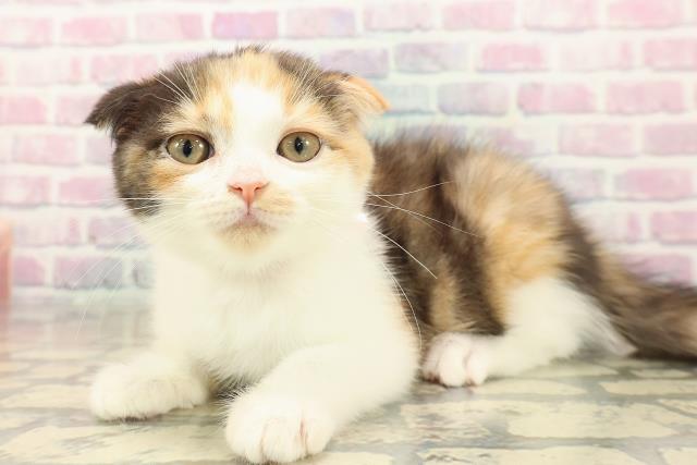 千葉県のスコティッシュフォールド (Coo&RIKUフレスポ稲毛店/2025年9月23日生まれ/女の子/キャリコ)の子猫の2枚目の画像