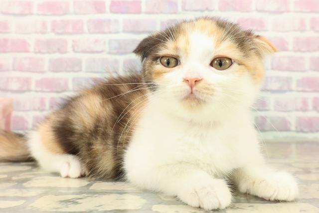 千葉県のスコティッシュフォールド (Coo&RIKUフレスポ稲毛店/2025年9月23日生まれ/女の子/キャリコ)の子猫の3枚目の画像