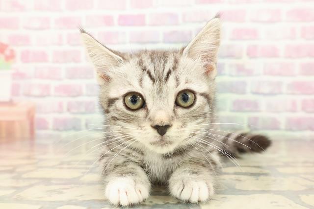 千葉県のマンチカン (Coo&RIKUフレスポ稲毛店/2025年10月4日生まれ/女の子/シルバータビーホワイト)の子猫の1枚目の画像