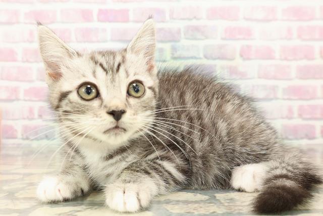 千葉県のマンチカン (Coo&RIKUフレスポ稲毛店/2025年10月4日生まれ/女の子/シルバータビーホワイト)の子猫の2枚目の画像