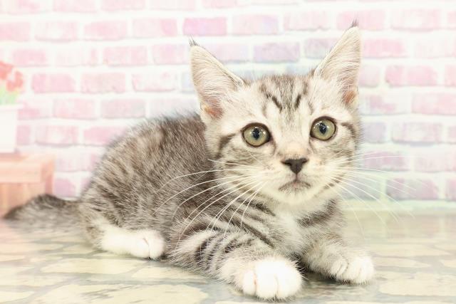 千葉県のマンチカン (Coo&RIKUフレスポ稲毛店/2025年10月4日生まれ/女の子/シルバータビーホワイト)の子猫の3枚目の画像