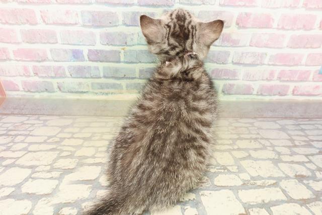 千葉県のマンチカン (Coo&RIKUフレスポ稲毛店/2025年10月4日生まれ/女の子/シルバータビーホワイト)の子猫の4枚目の画像