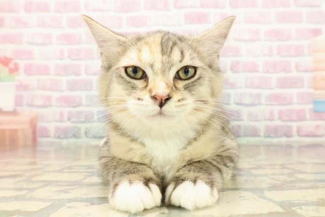 栃木県のラガマフィン (Coo&RIKU小山店/2025年7月29日生まれ/女の子/ブラウンパッチドタビーホワイト)の子猫の1枚目の画像