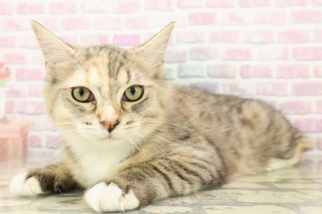 栃木県のラガマフィン (Coo&RIKU小山店/2025年7月29日生まれ/女の子/ブラウンパッチドタビーホワイト)の子猫の2枚目の画像