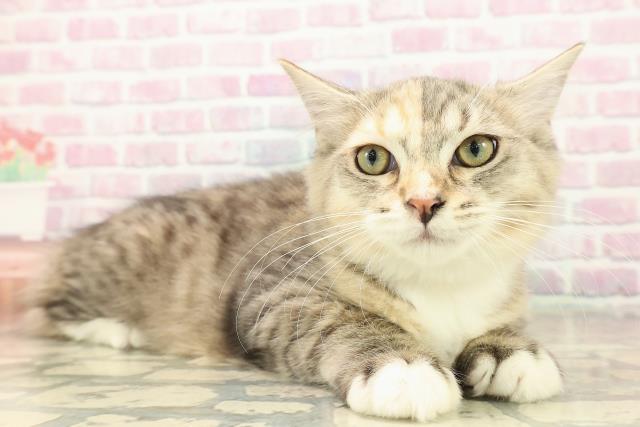 栃木県のラガマフィン (Coo&RIKU小山店/2025年7月29日生まれ/女の子/ブラウンパッチドタビーホワイト)の子猫の3枚目の画像