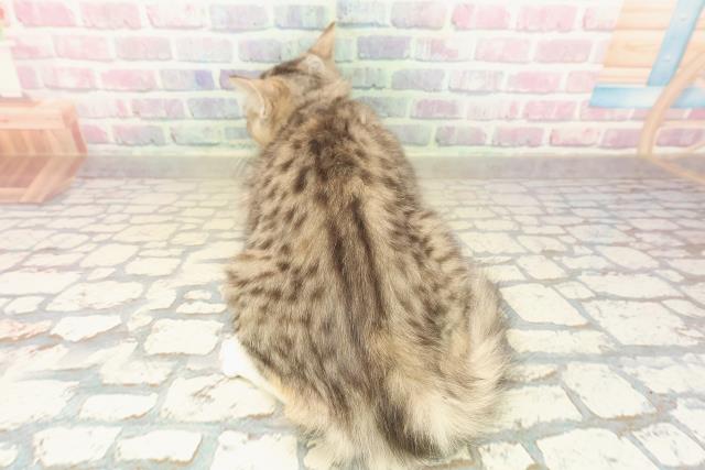 栃木県のラガマフィン (Coo&RIKU小山店/2025年7月29日生まれ/女の子/ブラウンパッチドタビーホワイト)の子猫の4枚目の画像