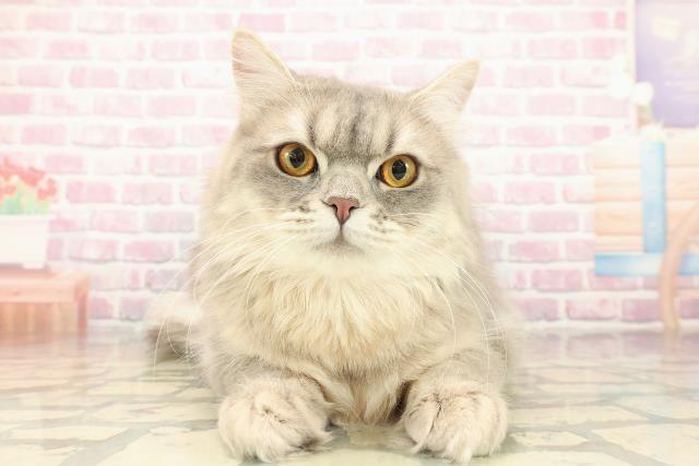 栃木県のサイベリアン (Coo&RIKU小山店/2025年4月25日生まれ/男の子/ブルータビー)の子猫の1枚目の画像