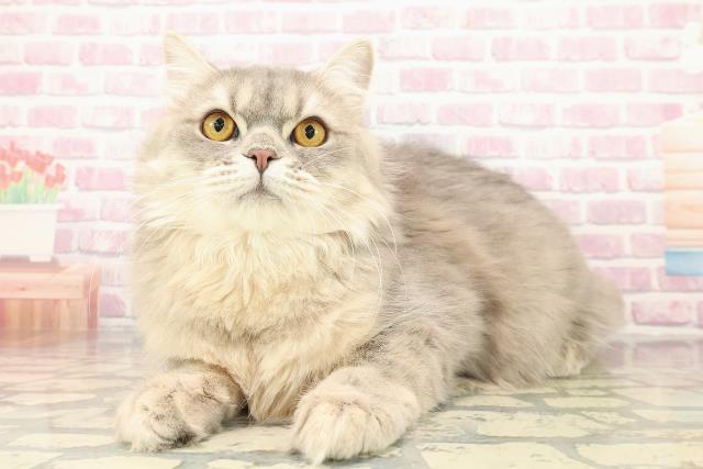 栃木県のサイベリアン (Coo&RIKU小山店/2025年4月25日生まれ/男の子/ブルータビー)の子猫の2枚目の画像