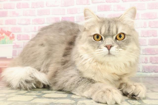 栃木県のサイベリアン (Coo&RIKU小山店/2025年4月25日生まれ/男の子/ブルータビー)の子猫の3枚目の画像