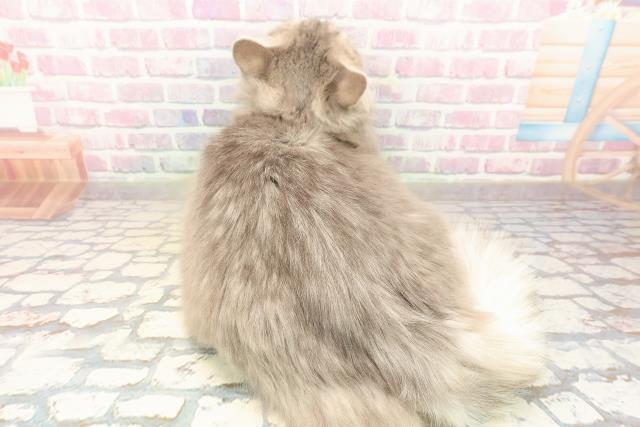 栃木県のサイベリアン (Coo&RIKU小山店/2025年4月25日生まれ/男の子/ブルータビー)の子猫の4枚目の画像