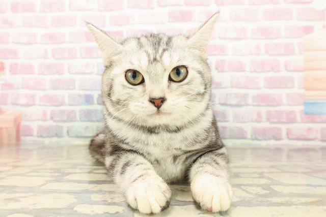 アメリカンショートヘアー