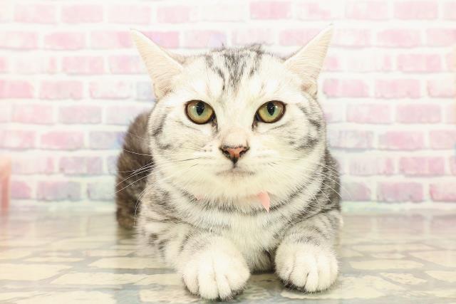 アメリカンショートヘアー