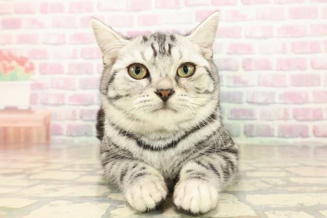 栃木県のアメリカンショートヘアー (Coo&RIKU小山店/2025年7月3日生まれ/女の子/シルバータビー)の子猫の1枚目の画像