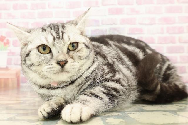 栃木県のアメリカンショートヘアー (Coo&RIKU小山店/2025年7月3日生まれ/女の子/シルバータビー)の子猫の2枚目の画像