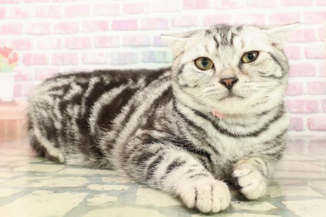 栃木県のアメリカンショートヘアー (Coo&RIKU小山店/2025年7月3日生まれ/女の子/シルバータビー)の子猫の3枚目の画像