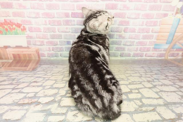 栃木県のアメリカンショートヘアー (Coo&RIKU小山店/2025年7月3日生まれ/女の子/シルバータビー)の子猫の4枚目の画像