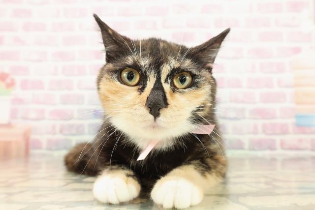 千葉県のマンチカン (Coo&RIKUアクロスモール新鎌ケ谷店/2025年6月14日生まれ/女の子/トーティーホワイト)の子猫の1枚目の画像