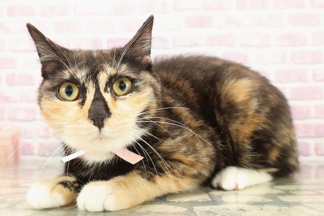 千葉県のマンチカン (Coo&RIKUアクロスモール新鎌ケ谷店/2025年6月14日生まれ/女の子/トーティーホワイト)の子猫の2枚目の画像