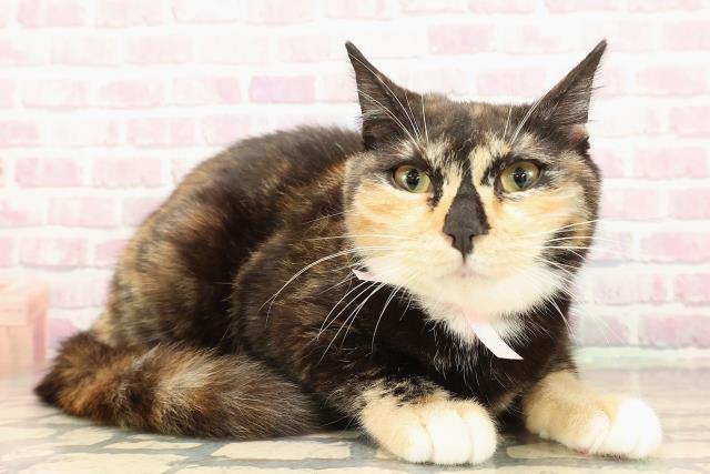 千葉県のマンチカン (Coo&RIKUアクロスモール新鎌ケ谷店/2025年6月14日生まれ/女の子/トーティーホワイト)の子猫の3枚目の画像