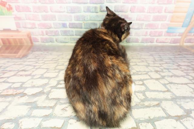 千葉県のマンチカン (Coo&RIKUアクロスモール新鎌ケ谷店/2025年6月14日生まれ/女の子/トーティーホワイト)の子猫の4枚目の画像