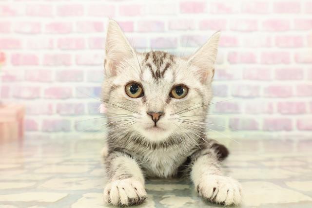 栃木県のアメリカンショートヘアー (Coo&RIKUFKDインターパーク店/2025年10月10日生まれ/女の子/シルバータビー)の子猫の1枚目の画像