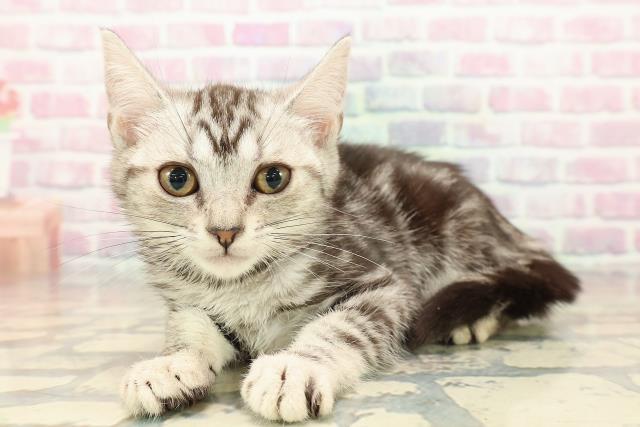 栃木県のアメリカンショートヘアー (Coo&RIKUFKDインターパーク店/2025年10月10日生まれ/女の子/シルバータビー)の子猫の2枚目の画像