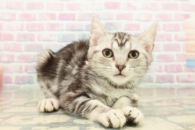 栃木県のアメリカンショートヘアー (Coo&RIKUFKDインターパーク店/2025年10月10日生まれ/女の子/シルバータビー)の子猫の3枚目の画像