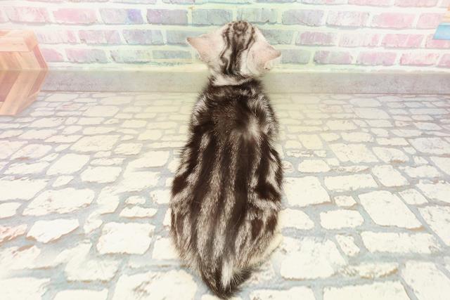 栃木県のアメリカンショートヘアー (Coo&RIKUFKDインターパーク店/2025年10月10日生まれ/女の子/シルバータビー)の子猫の4枚目の画像