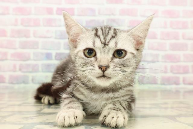 千葉県のアメリカンショートヘアー (Coo&RIKUフレスポ稲毛店/2025年10月10日生まれ/女の子/シルバータビー)の子猫
