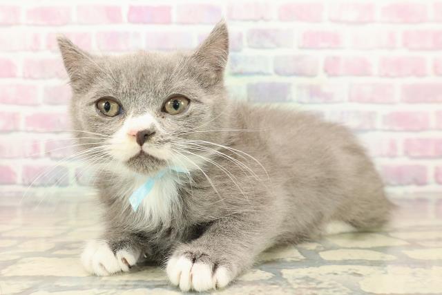 埼玉県のマンチカン (Coo&RIKU草加バイパス店/2025年10月11日生まれ/男の子/ブルーホワイト)の子猫の2枚目の画像