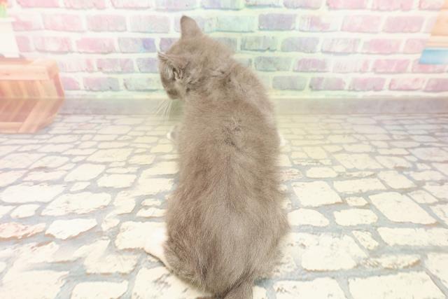 埼玉県のマンチカン (Coo&RIKU草加バイパス店/2025年10月11日生まれ/男の子/ブルーホワイト)の子猫の4枚目の画像