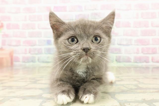 山形県のマンチカン (Coo&RIKU山形店/2025年10月11日生まれ/男の子/ブルーホワイト)の子猫の1枚目の画像