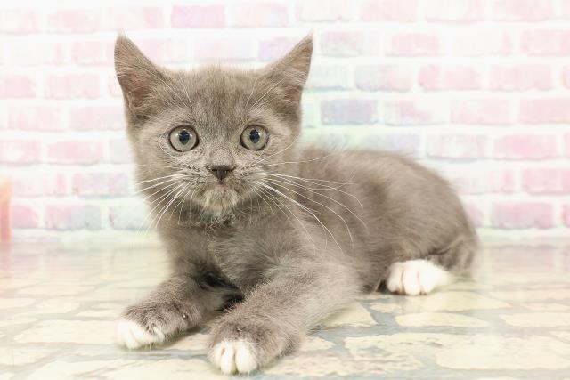 山形県のマンチカン (Coo&RIKU山形店/2025年10月11日生まれ/男の子/ブルーホワイト)の子猫の2枚目の画像