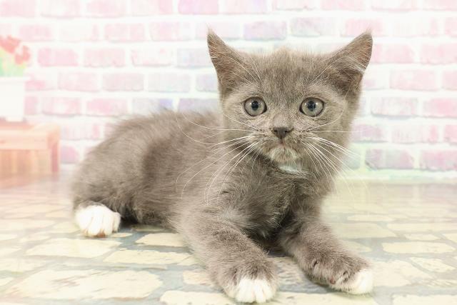 山形県のマンチカン (Coo&RIKU山形店/2025年10月11日生まれ/男の子/ブルーホワイト)の子猫の3枚目の画像