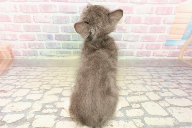 山形県のマンチカン (Coo&RIKU山形店/2025年10月11日生まれ/男の子/ブルーホワイト)の子猫の4枚目の画像