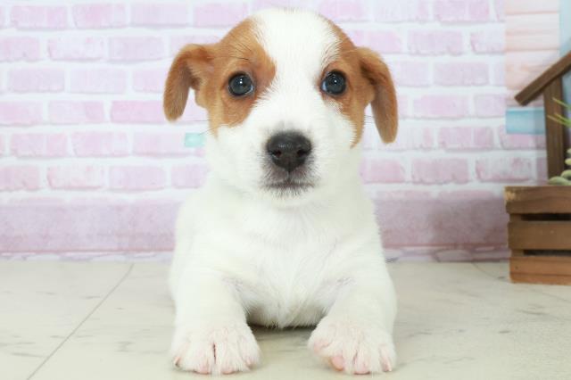 鹿児島県のジャックラッセルテリア (Coo&RIKU鹿屋店/2025年10月11日生まれ/男の子/ホワイトタン)の子犬の1枚目の画像