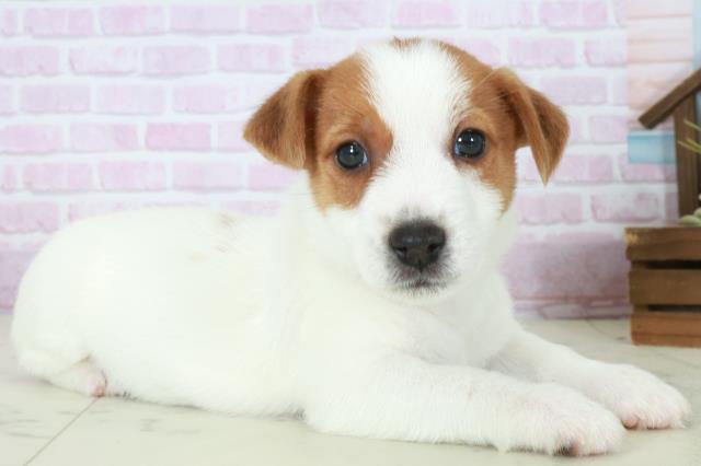 鹿児島県のジャックラッセルテリア (Coo&RIKU鹿屋店/2025年10月11日生まれ/男の子/ホワイトタン)の子犬の2枚目の画像