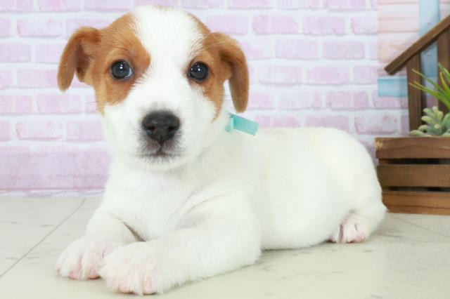 鹿児島県のジャックラッセルテリア (Coo&RIKU鹿屋店/2025年10月11日生まれ/男の子/ホワイトタン)の子犬の3枚目の画像