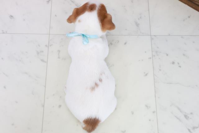 鹿児島県のジャックラッセルテリア (Coo&RIKU鹿屋店/2025年10月11日生まれ/男の子/ホワイトタン)の子犬の4枚目の画像