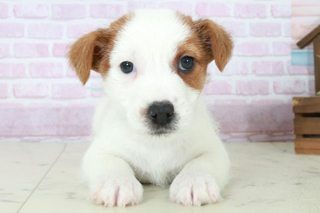 福岡県のジャックラッセルテリア (Coo&RIKU黒崎店/2025年10月11日生まれ/男の子/ホワイトタン)の子犬の1枚目の画像