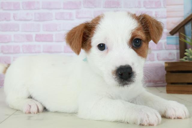 福岡県のジャックラッセルテリア (Coo&RIKU黒崎店/2025年10月11日生まれ/男の子/ホワイトタン)の子犬の2枚目の画像