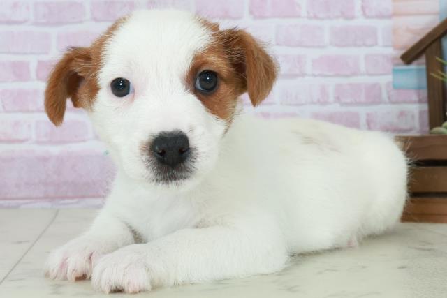 福岡県のジャックラッセルテリア (Coo&RIKU黒崎店/2025年10月11日生まれ/男の子/ホワイトタン)の子犬の3枚目の画像