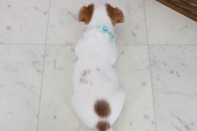 福岡県のジャックラッセルテリア (Coo&RIKU黒崎店/2025年10月11日生まれ/男の子/ホワイトタン)の子犬の4枚目の画像